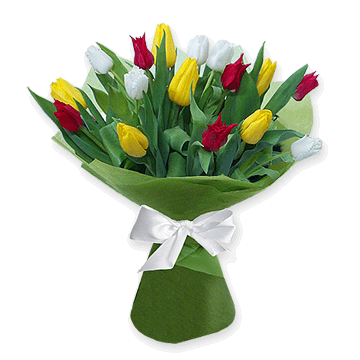 Tulipes colorées
