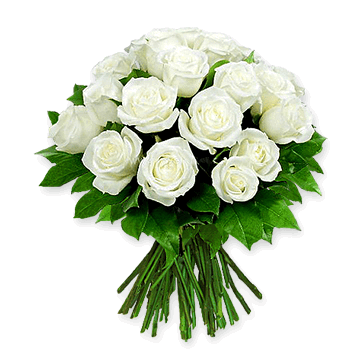 Roses blanches
