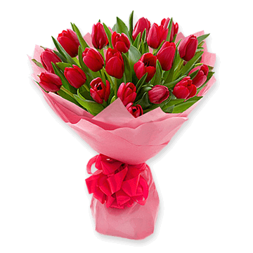 Tulipes rouges