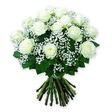 Strauß aus weißen Rosen (60 cm.) und Schleierkraut – Symbol für Reinheit und wahre Liebe Weiße Rosen