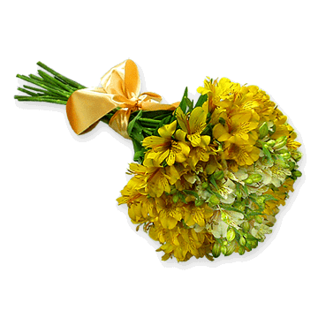 Strauß aus gelben und weißen Alstroemerien – Zärtlichkeit, Wärme und Sonnenschein Blumenstrauß aus Alstroemerien