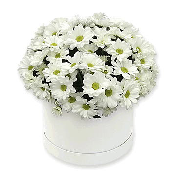 White chrysanthemums in a box — tenderness and light in every petal Summer