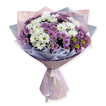 Bouquet of white and purple chrysanthemums — a symbol of harmony, success, and longevity Bouquet of chrysanthemums