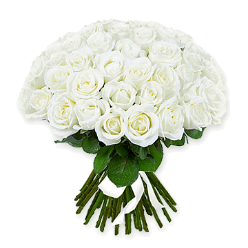 Roses blanches