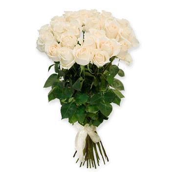 Roses blanches