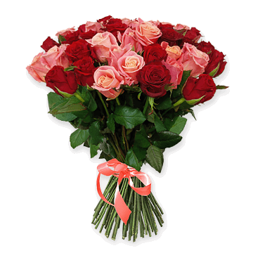 Roses rouges et roses