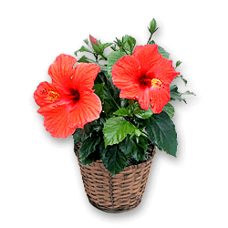 Hibiscus