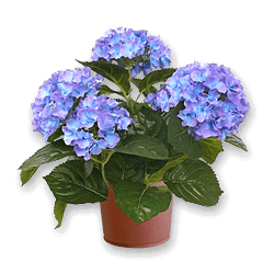Hydrangea Hydrangea