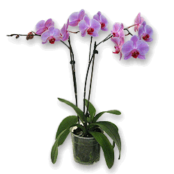 Orchids Orchids