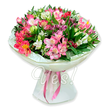 Bouquet of white and pink alstroemerias