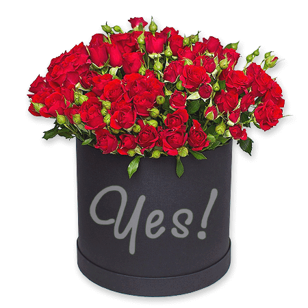 Rosas arbustivas en una caja de sombreros Rosas arbustivas en una caja de sombreros