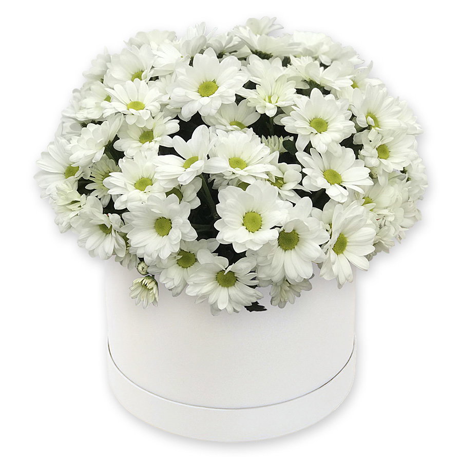 White chrysanthemums in a box — tenderness and light in every petal Summer