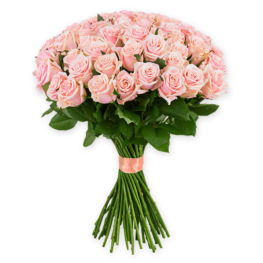 Pink roses