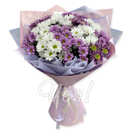Strauß aus weißen und violetten Chrysanthemen — Symbol für Harmonie, Erfolg und Langlebigkeit mit Lieferung über Tel Awiw auf dem Haus, Büro ID:Y0243