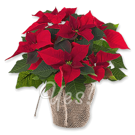 Poinsettia