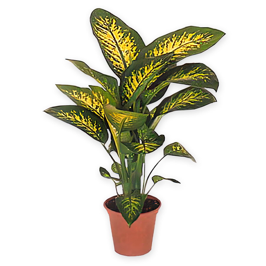 Dieffenbachia