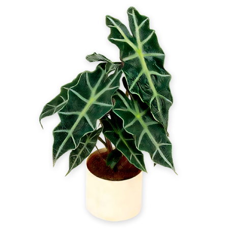 Alocasia Alocasia