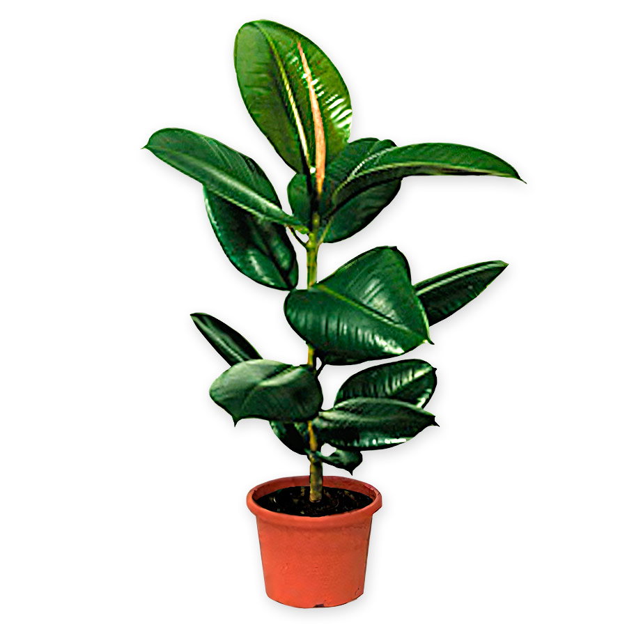 Ficus