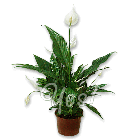 Spathiphyllum