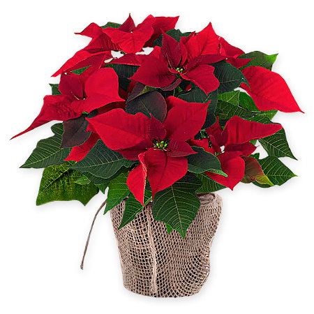 Estrella de navidad Estrella de navidad