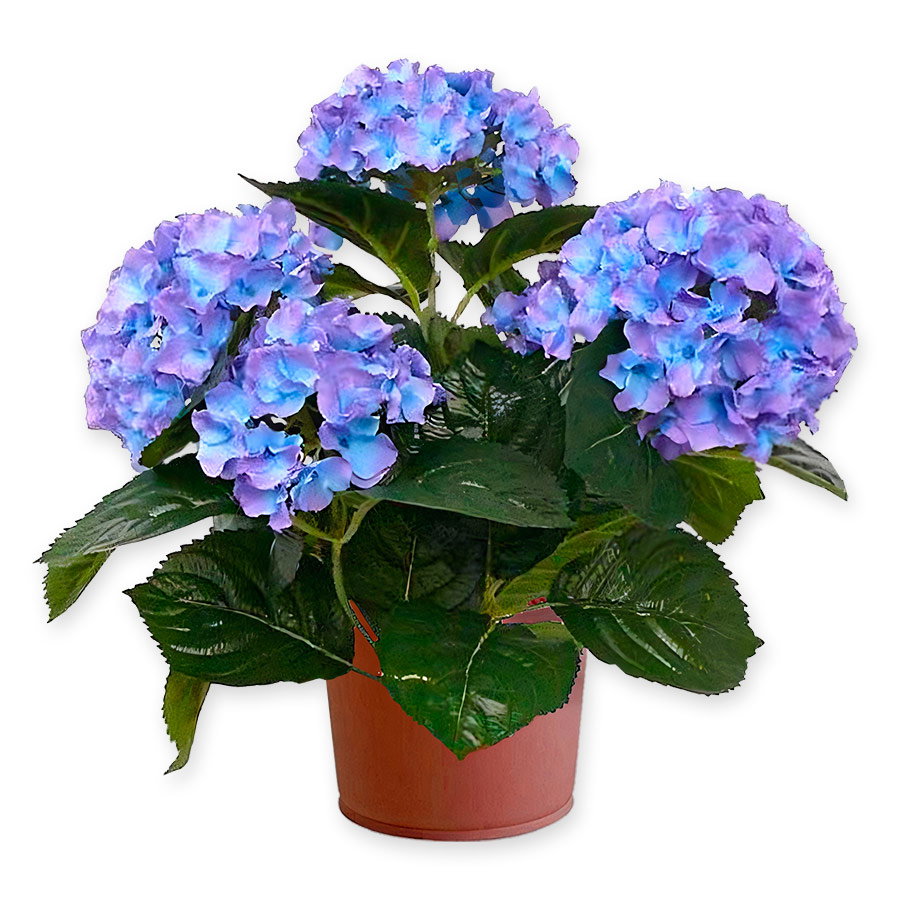Hortensia