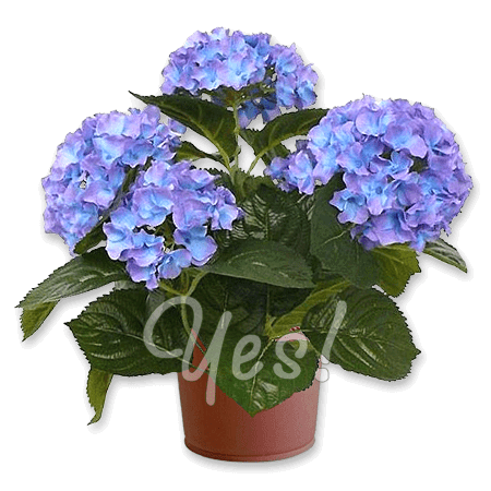Hortensia Hortensia