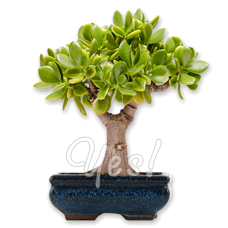 Crassula  - 