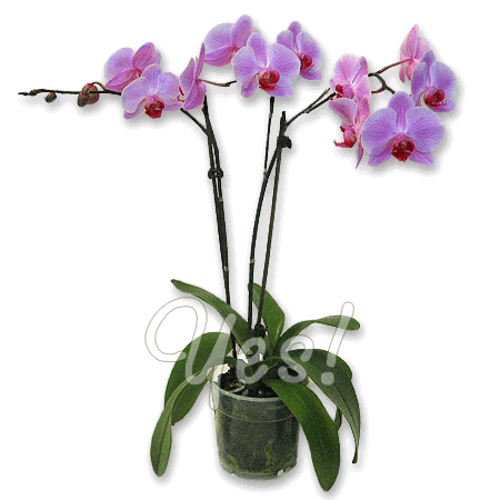 Orchids